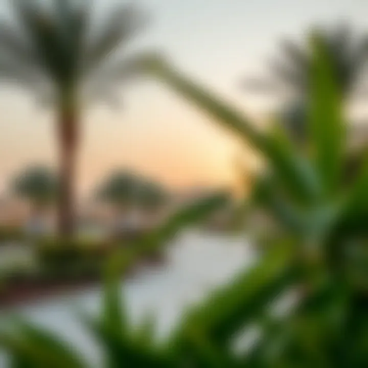 Beautiful parks and recreational areas in Al Jafiliya