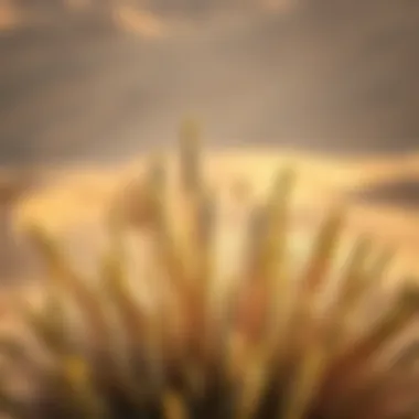 Diverse Flora of Al Aweer Desert Diverse flora endemic to Al Aweer Desert