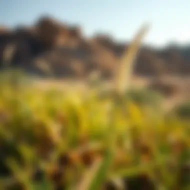 Close-up of native plants and wildlife thriving in the Al Qudra Oasis ecosystem