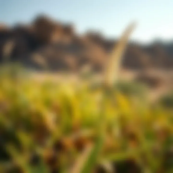 Close-up of native plants and wildlife thriving in the Al Qudra Oasis ecosystem