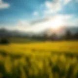 Scenic view of Hatta's lush farmland