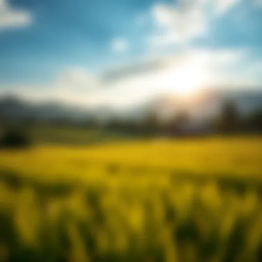 Scenic view of Hatta's lush farmland