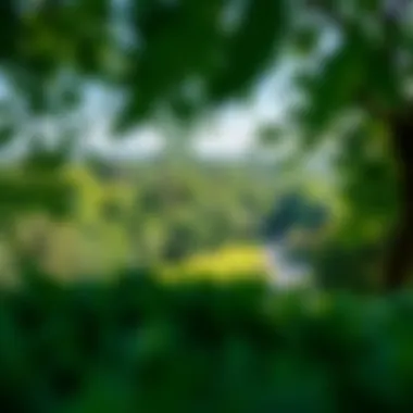 Panoramic view of JVC Park showcasing its lush greenery