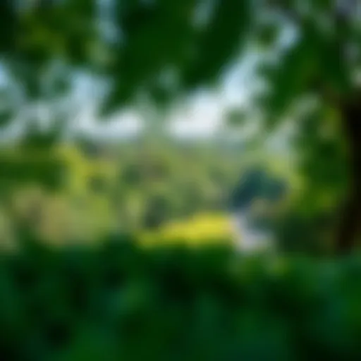 Panoramic view of JVC Park showcasing its lush greenery