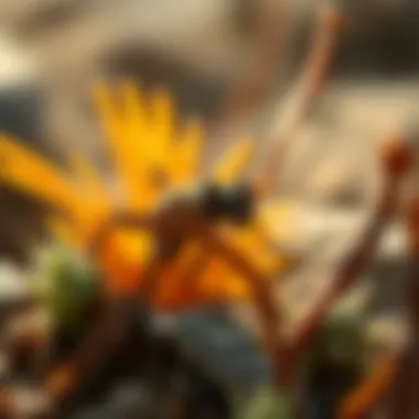 Close-up of unique flora and fauna found on Siniyah Island